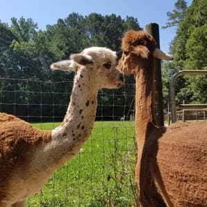 two alpacas with their muzzles close like they are kissing